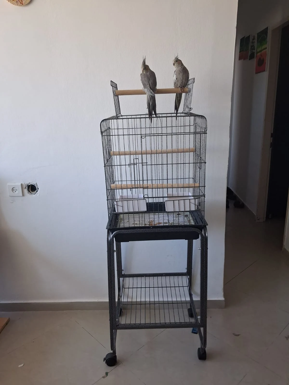 2 תוכים קוקטייל מתוקים מאוד בני 3 חודשים בלבד! תוכים האכלת יד עולים ליד ולכתף חב