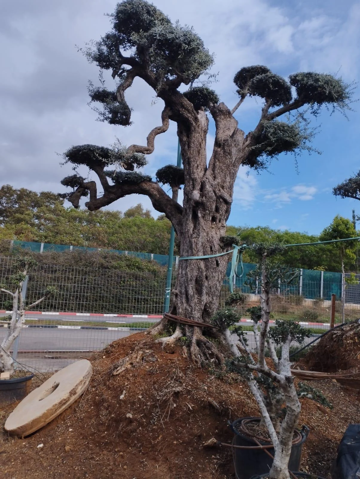 🌳 חיסול מלאי — עצים ענקיים בוגרים למכירה
ליצ'י, מנגו, זית ומקדמיה
גובה כ־8 עד