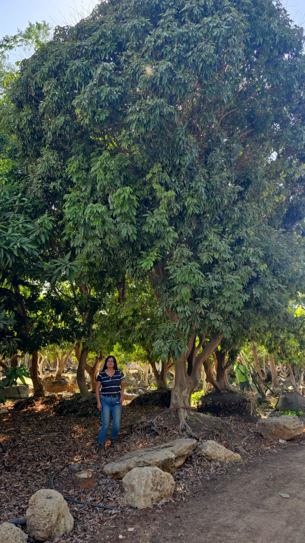 🌳 חיסול מלאי — עצים ענקיים בוגרים למכיר