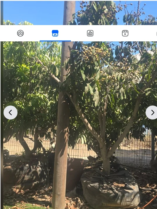 עץ לונגן בוגר (20 שנה ומעלה) למכירה — מהמשתלה
מחיר: ₪2,500
מיקום: רמת השרון
ל