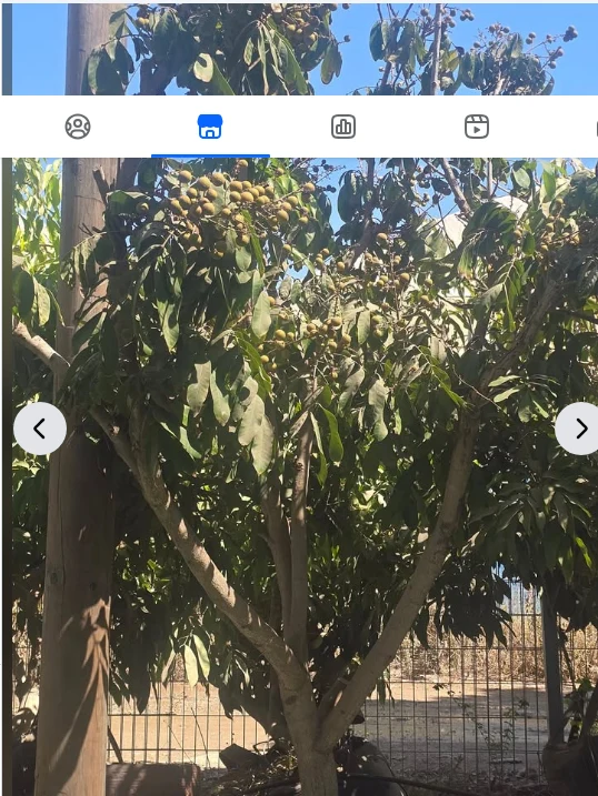 עץ לונגן בוגר (20 שנה ומעלה) למכירה — מהמשתלה
מחיר: ₪2,500
מיקום: רמת השרון
ל